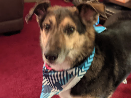 Pet Supply Store «PetSmart», reviews and photos, 4004 US-130, Delran, NJ 08075, USA