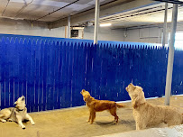 Royal Paws K9 Club - Photo 3 - Car repair in Nashua, NH, Nashua