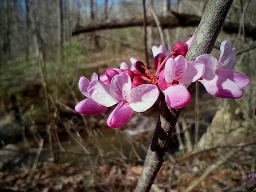 Park «Cave River Valley Park», reviews and photos, 6031-6871 N Cave River Valley Rd, Campbellsburg, IN 47108, USA