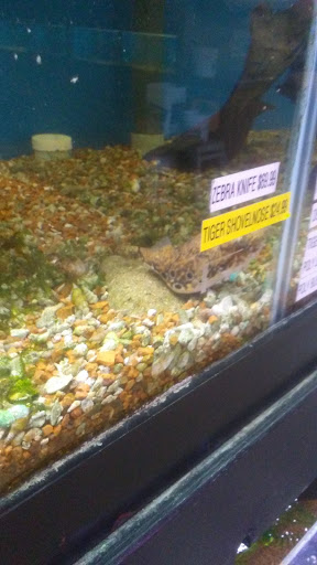 Pet Supply Store «Tropical World Pets», reviews and photos, 8444 Watson Rd, Webster Groves, MO 63119, USA