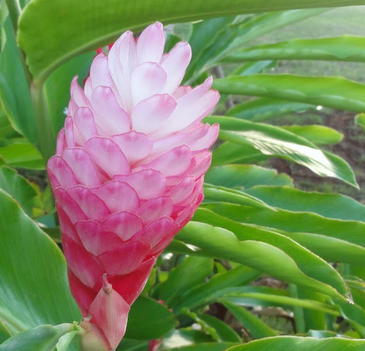 Travel Agency «Hawaiian Travel», reviews and photos, 5005 W Royal Ln #294, Irving, TX 75063, USA