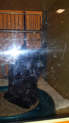 Pet Supply Store «PetSmart», reviews and photos, 47142 Michigan Ave, Canton, MI 48188, USA