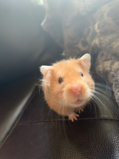 Pet Store «Carters Pet Mart», reviews and photos, 510 N Main St, Manteca, CA 95336, USA