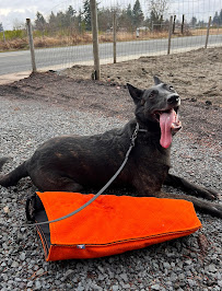 Katz K9 - Photo 4 - Car repair in Tacoma, WA, Tacoma