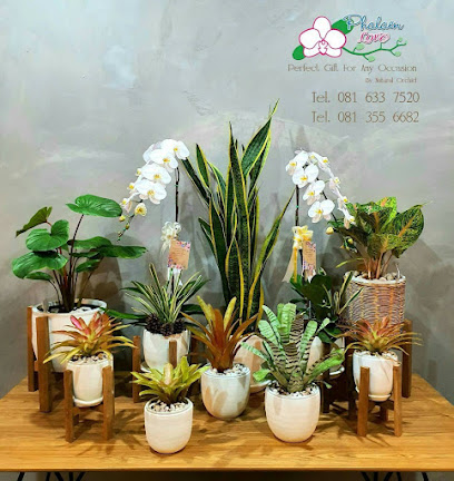 House Plants & Vase