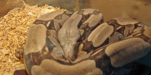 Pet Store «Island Pet Shop», reviews and photos, 55 Goodwin Dr # 102, Merritt Island, FL 32952, USA