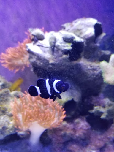 Tropical Fish Store «Fishy Business», reviews and photos, 911 E Church St, Lexington, TN 38351, USA