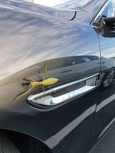 Car Dealer «Jaguar Land Rover Hunt Valley», reviews and photos, 10260 York Rd, Cockeysville, MD 21030, USA