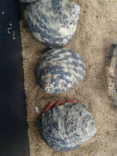 Pet Store «Fishland», reviews and photos, 205 St Louis St, West Plains, MO 65775, USA