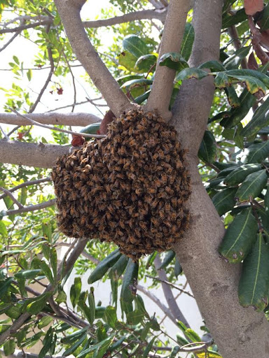 Ventura Bee Removal Specialist