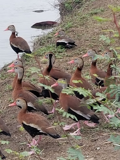 Park «Pendleton Park», reviews and photos, 1427 Morgan Blvd, Harlingen, TX 78550, USA