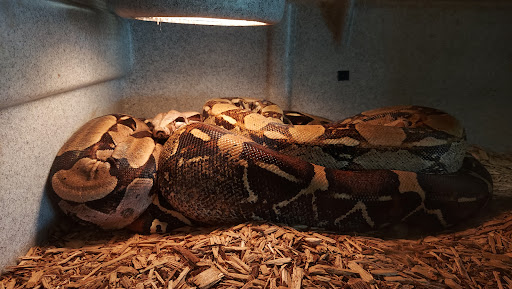 Pet Store «Zookeeper Exotics», reviews and photos, 9012 Research Blvd, Austin, TX 78758, USA