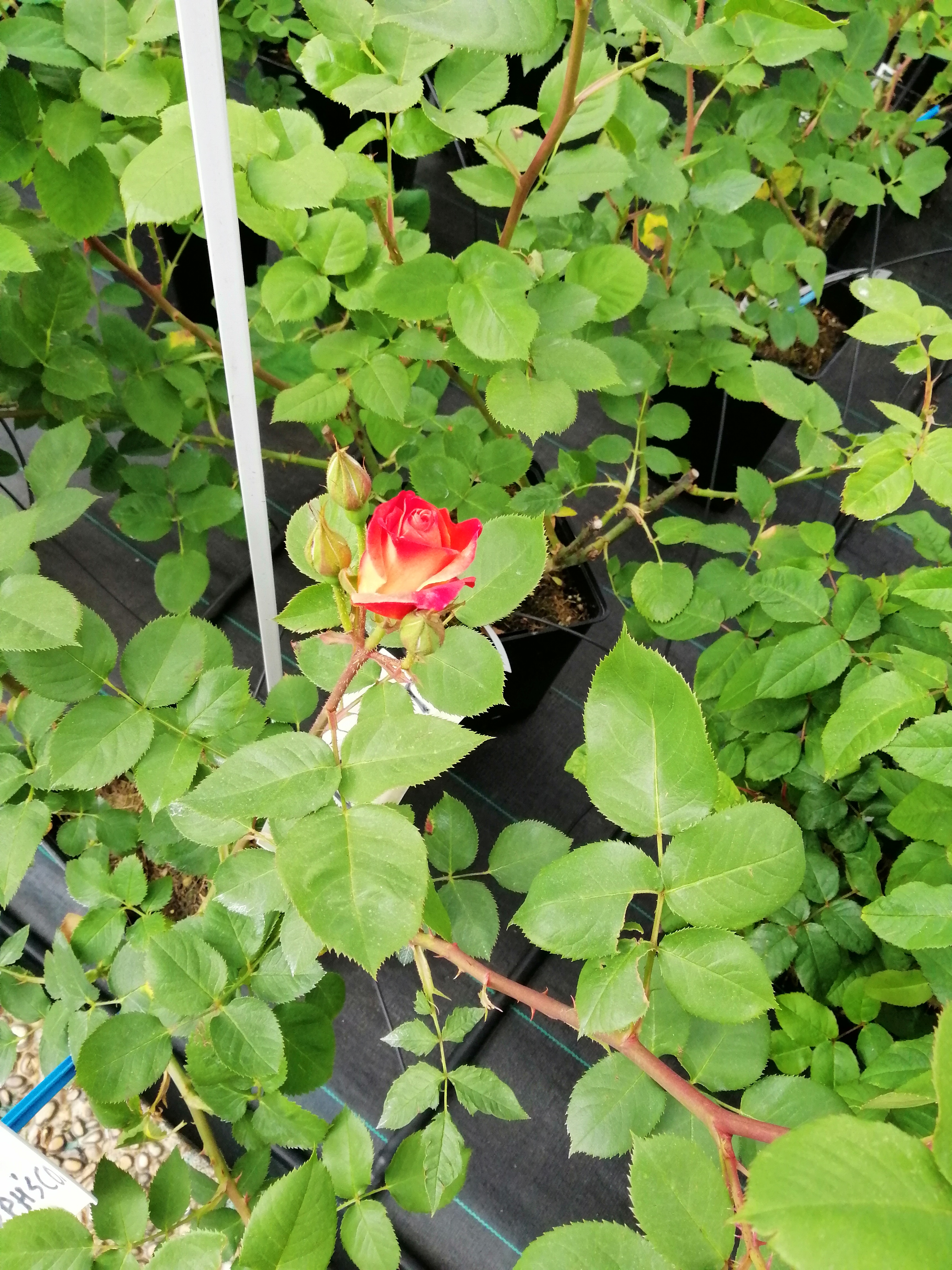 Photo n° 9 de l'avis de Isabel.r fait le 24/04/2019 à 16:53