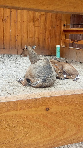 Childrens Farm «Best Long Island Pumpkin Picking», reviews and photos, 250 Old Country Rd, Melville, NY 11747, USA