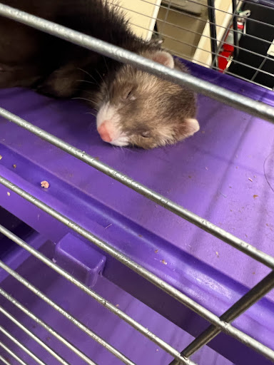 Pet Supply Store «Pet Supplies Plus», reviews and photos, 1937 FL-60, Valrico, FL 33594, USA