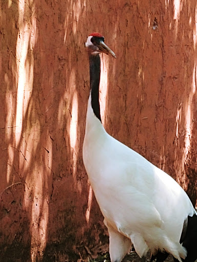 Zoo «Capron Park Zoo», reviews and photos, 201 County St, Attleboro, MA 02703, USA