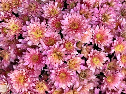 Florist «Park Florist», reviews and photos, 6921 Laurel Ave, Takoma Park, MD 20912, USA