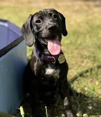 True Companion Pet Care - Car repair in Raleigh, NC, Raleigh - Rated 4.9/5