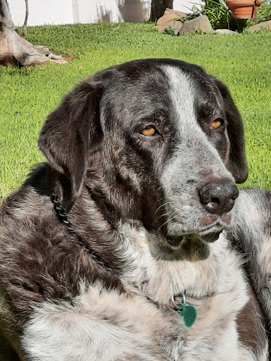 Clínica veterinaria El Sol en Sanlúcar la Mayor, Sevilla