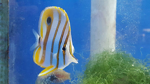 Pet Supply Store «Oddball Pets and Aquariums», reviews and photos, 262 Joseph St, Pittsburgh, PA 15227, USA