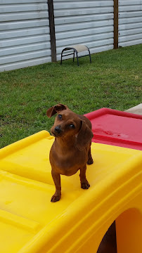 Snuggles and Hugs Active Dog Camp - Photo 8 - Car repair in Oak Ridge North, TX, The Woodlands