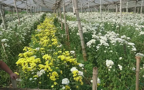 Bahong Flower Farm image