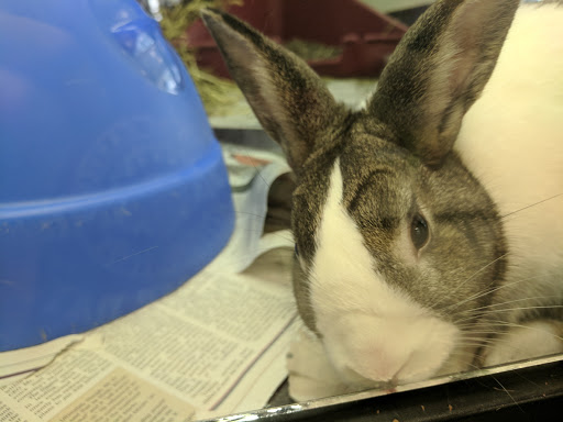 Pet Supply Store «Pet Life | Supplies, Services & Knowledge», reviews and photos, 91 Auburn St, Portland, ME 04103, USA