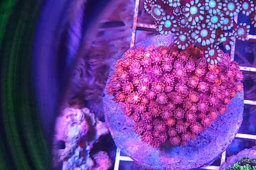 Tropical Fish Store «Shipwreck Cove Custom Aquariums», reviews and photos, 215 S El Camino Real, Encinitas, CA 92024, USA