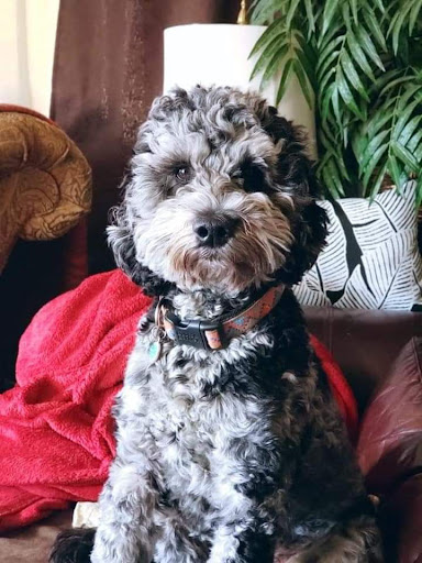 Pet Groomer «Shabby Dog Salon Dog Grooming», reviews and photos, 650 Goerig St c, Woodland, WA 98674, USA