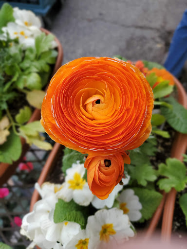 Garden Center «Chesterton Feed & Garden Center», reviews and photos, 400 Locust St, Chesterton, IN 46304, USA