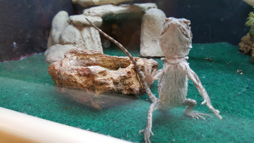 Pet Supply Store «PetSmart», reviews and photos, 2801 Pine Lake Rd, Lincoln, NE 68516, USA