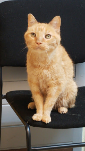 Animal Care Center image