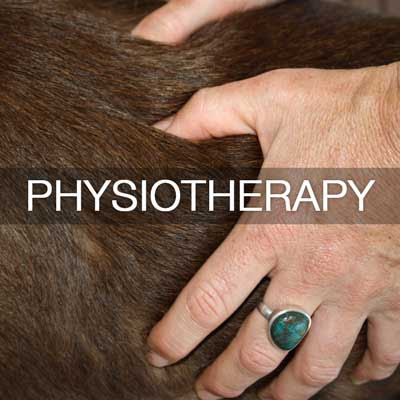 Holistic Animal Physiotherapy