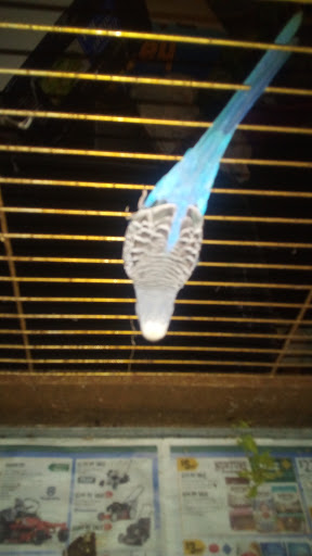 Petland, 699 Harry Sauner Rd, Hillsboro, OH 45133, USA, 