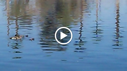 Golf Course «Encanto 9-Hole Golf Course», reviews and photos, 2300 N 17th Ave, Phoenix, AZ 85007, USA