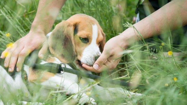 Hundeschule Hannah Junk