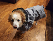 Wiggles Pet Sitting - Photo 8 - Car repair in , Fremont