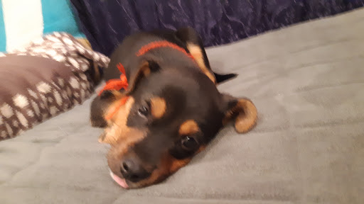 Pet Supply Store «Pet Fun At Harden Ranch Plz», reviews and photos, 1780 N Main St, Salinas, CA 93906, USA