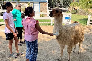 Llamas of Circle Home image