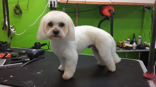 Pet Groomer «Puppies & Grooming», reviews and photos, 28858 S Dixie Hwy, Homestead, FL 33033, USA