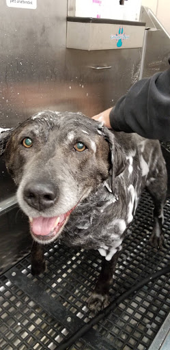 Pet Supply Store «Pet Supplies Plus», reviews and photos, 1213 Mentor Ave, Painesville, OH 44077, USA