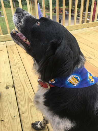 Mountain Valley Brewing