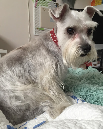 Pet Supply Store «PetSmart», reviews and photos, 730 S Sepulveda Blvd, El Segundo, CA 90245, USA