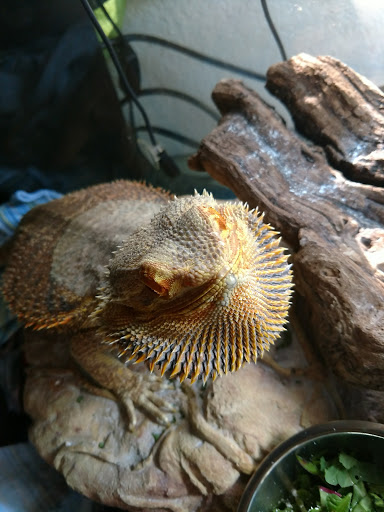 Reptile Store «LLLReptile & Supply Las Vegas», reviews and photos, 8450 W Sahara Ave #105, Las Vegas, NV 89117, USA