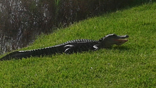 RV Park «Oyster Creek RV Ranch», reviews and photos, 2815 FM 523 Road, Oyster Creek, TX 77541, USA