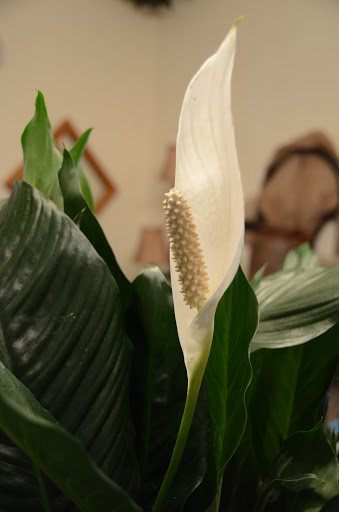 Florist «A Petal For Your Thoughts Florist», reviews and photos, 3308 Kedron Rd, Spring Hill, TN 37174, USA