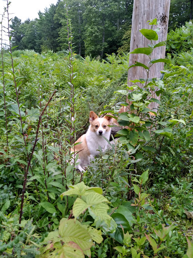 Community Center «Westbrook Community Center», reviews and photos, 426 Bridge St, Westbrook, ME 04092, USA