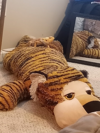 Pet Supply Store «Petco Animal Supplies», reviews and photos, 8164 Mall Pkwy, Lithonia, GA 30038, USA