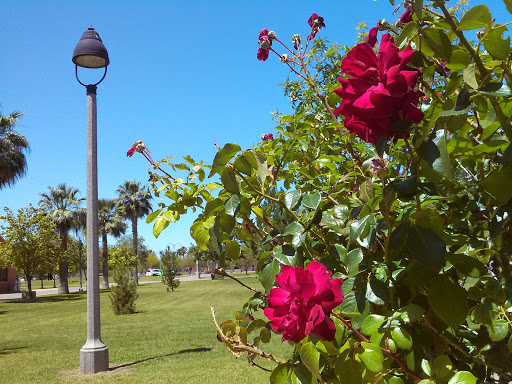 City Park «Steele Indian School Park», reviews and photos, 300 E Indian School Rd, Phoenix, AZ 85012, USA