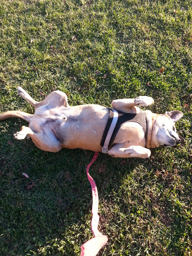 Pet Supply Store «My Pet Store And More», reviews and photos, 9469 Baltimore National Pike, Ellicott City, MD 21042, USA